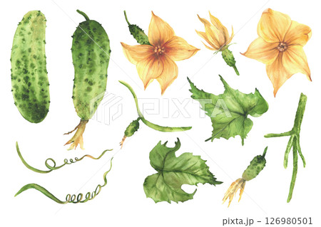 Cucumber plant set hand painted in watercolor. Green vegetables, yellow flower, leaves, tendril and buds on vine. Different growth stages for farm packaging, label, gardening. Isolated from background Cucumber plant set hand painted in watercolor. Green vegetables, yellow flower, leaves, tendril and buds on vine. Different growth stages for farm packaging, label, gardening. Isolated from background 126980501