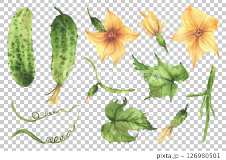 Cucumber plant set hand painted in watercolor. Green vegetables, yellow flower, leaves, tendril and buds on vine. Different growth stages for farm packaging, label, gardening. Isolated from background 126980501