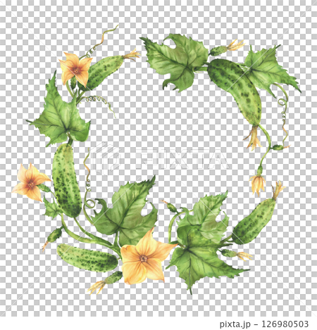 Pickled cucumbers plant circle frame. Green fruit, yellow flower, green leaf, tendril and buds. Fresh vegetables wreath hand drawn watercolor clipart for culinary recipe preservation label. Isolated 126980503