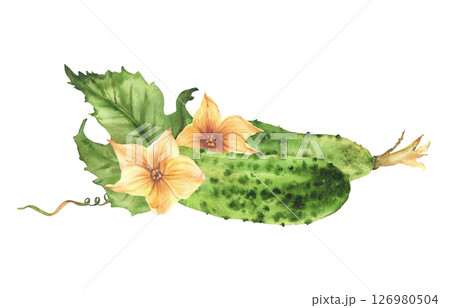 Watercolor Cucumbers with yellow flowers, leaves, buds and curling plant tendril. Botanical realistic illustration hand drawn vegetable harvest Isolated from background clipart for farming food label. 126980504
