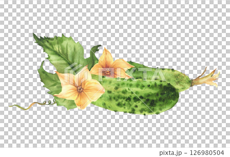 Watercolor Cucumbers with yellow flowers, leaves, buds and curling plant tendril. Botanical realistic illustration hand drawn vegetable harvest Isolated from background clipart for farming food label. 126980504