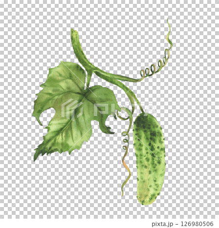 Watercolor realistic Cucumber plant with green leaf and curling tendril and buds hanging on vine. Hand drawn botanical illustration of growing vegetable for farming, gardening Isolated from background 126980506