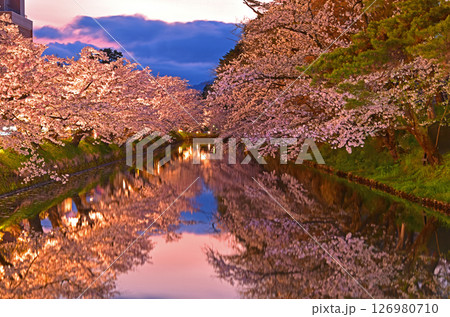 弘前公園 夕焼けの中のライトアップの桜並木 弘前公園 夕焼けの中のライトアップの桜並木 126980710