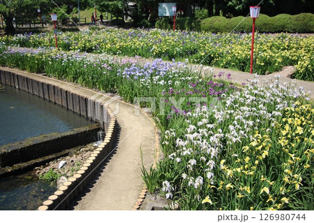 水辺に咲く花菖蒲 水辺に咲く花菖蒲 126980744