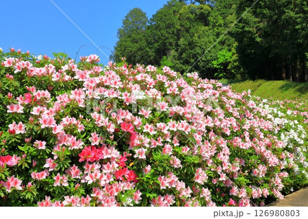 三室戸寺　満開のつつじ 126980803