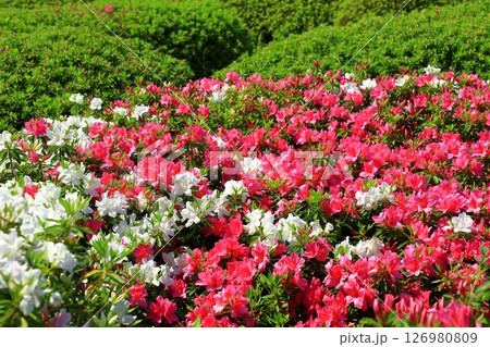 三室戸寺　満開のつつじ 126980809