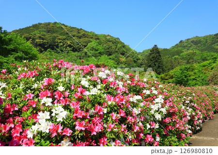 三室戸寺 満開のつつじ 三室戸寺 満開のつつじ 126980810