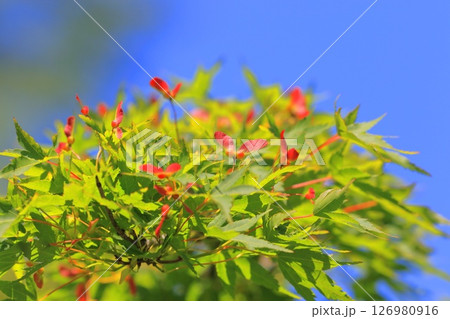 イロハモミジの赤い種子 126980916