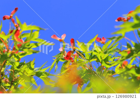 イロハモミジの赤い種子 126980921