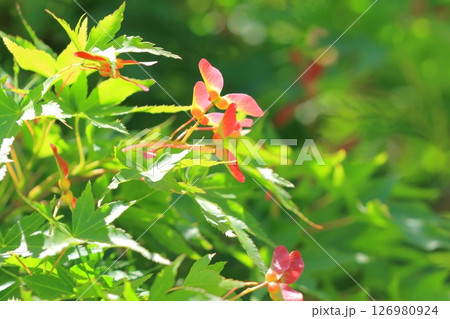 イロハモミジの赤い種子 126980924