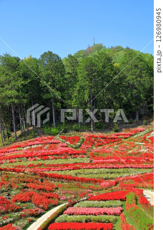 三室戸寺　満開のつつじ 126980945