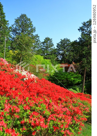三室戸寺 満開のつつじ 三室戸寺 満開のつつじ 126980952