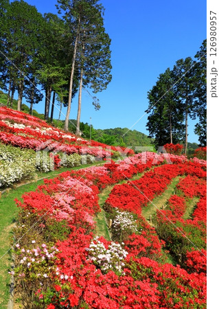 三室戸寺　満開のつつじ 126980957