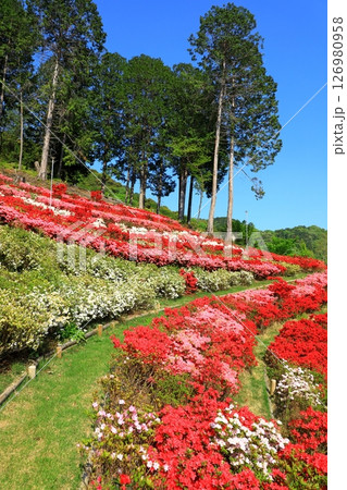三室戸寺　満開のつつじ 126980958