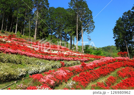 三室戸寺　満開のつつじ 126980962