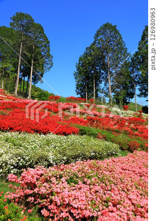 三室戸寺 満開のつつじ 三室戸寺 満開のつつじ 126980963