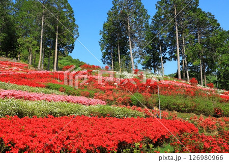 三室戸寺　満開のつつじ 126980966