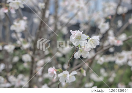 March 28 2025 Blooming White Cherry Blossoms on a Tree Branch March 28 2025 Blooming White Cherry Blossoms on a Tree Branch 126980994