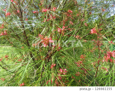 長い花柱の赤い花はグレビリアの花 長い花柱の赤い花はグレビリアの花 126981155