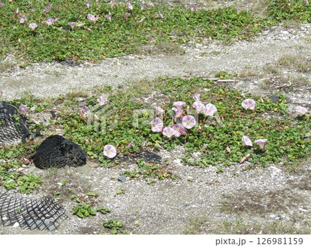 検見川浜の満開になったハマヒルガオ 126981159