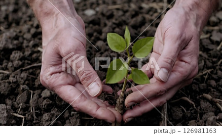 Weathered farmer's hands gently placing delicate green seedling into dark, nutrient rich earth, representing agricultural renewal and environmental stewardship 126981163