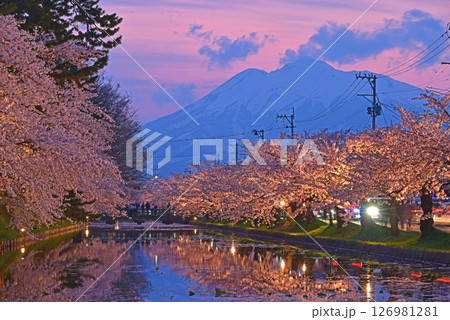 弘前公園 夕焼けの岩木山とライトアップの桜並木 弘前公園 夕焼けの岩木山とライトアップの桜並木 126981281
