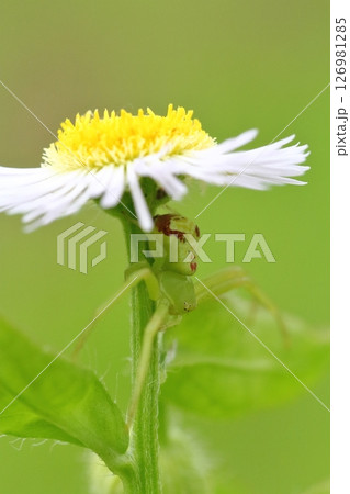 ヒメジョオン（姫女苑）の花で獲物を待つハナグモのクローズアップ 126981285