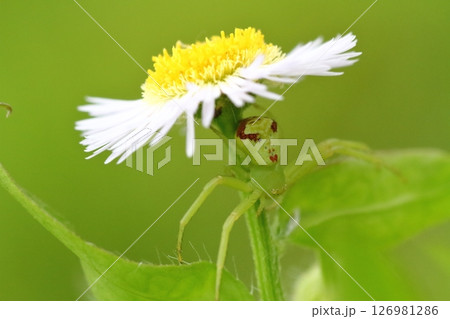 ヒメジョオン（姫女苑）の花で獲物を待つハナグモのクローズアップ 126981286