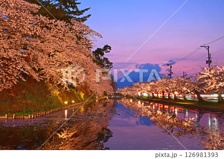弘前公園 夕焼けの岩木山とライトアップの桜並木 弘前公園 夕焼けの岩木山とライトアップの桜並木 126981393
