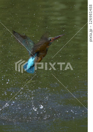 カワセミ 126981488