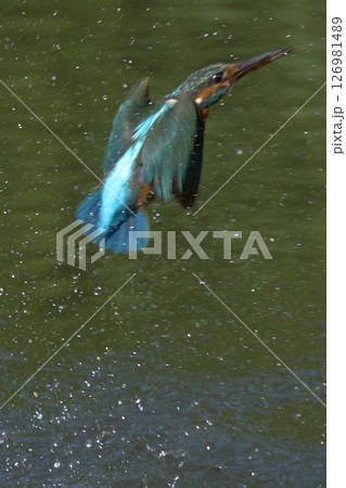 カワセミ 126981489