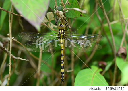 羽化直後のヤブヤンマ（藪蜻蜒） 126981612