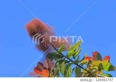高く伸びたのスモークツリーの花 126981737