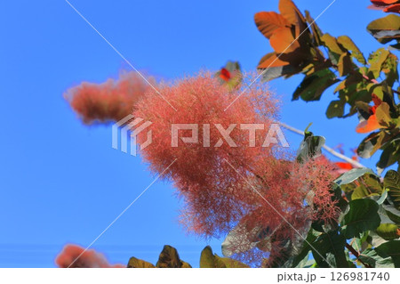 初夏のスモークツリー 126981740