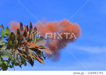初夏のスモークツリー 126981745