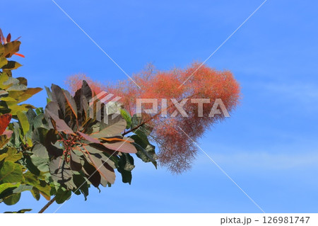 初夏のスモークツリー 126981747