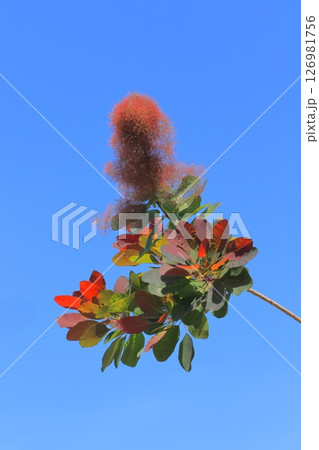 初夏のスモークツリー 126981756