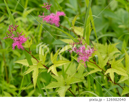 シモツケソウの花 シモツケソウの花 126982040