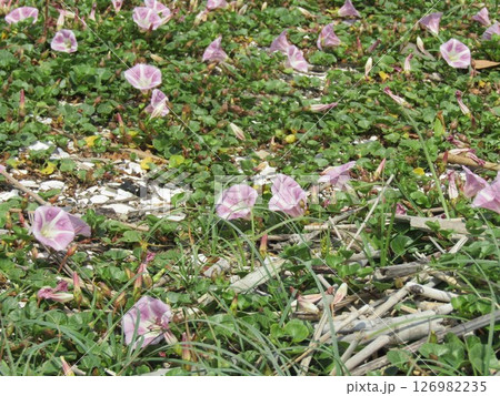 検見川浜の満開になったハマヒルガオ 126982235