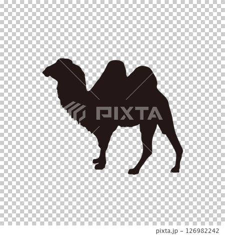 Two-humped camel silhouette simple illustration Two-humped camel silhouette simple illustration 126982242