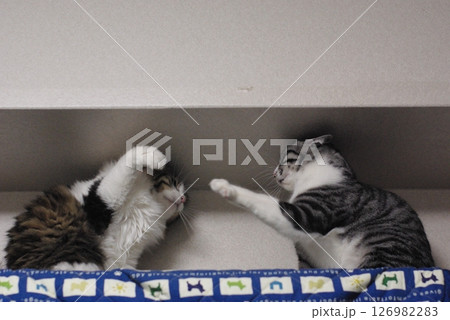 猫パンチ 126982283