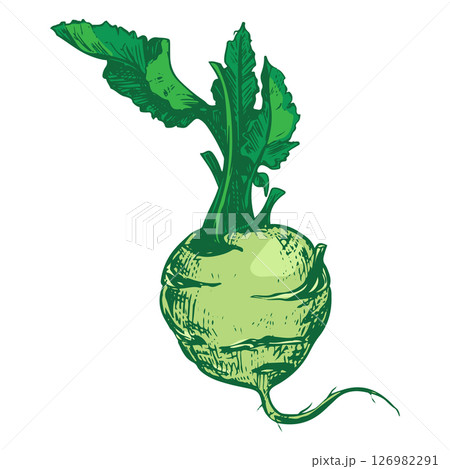 Vector sketch of kohlrabi head on white background. Botanical illustration of cabbage. German turnip head and leaves in botanical ink drawing technique. Vegetable in vintage colored engraving style Vector sketch of kohlrabi head on white background. Botanical illustration of cabbage. German turnip head and leaves in botanical ink drawing technique. Vegetable in vintage colored engraving style 126982291