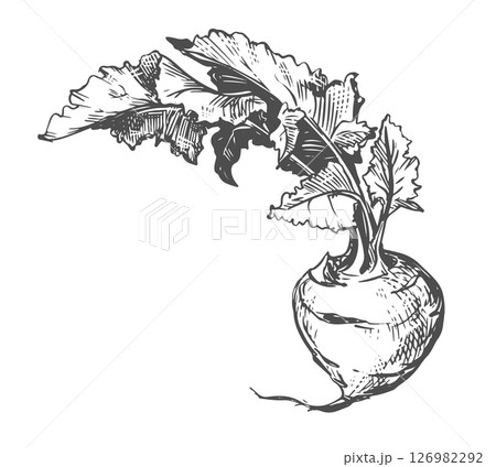 Line drawing of kohlrabi. Vector cabbage in engraving style. Botanical vegetable ink sketch for farm shop design. 126982292