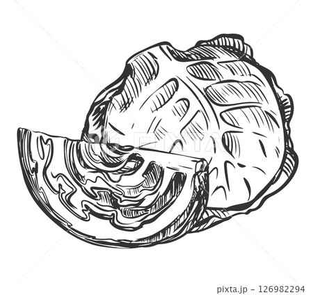 Vector sketch of cabbage. Drawn whole head and piece of cabbage, imitation of old engraving technique. Black and white drawing of healthy farm vegetable on white background. Vector sketch of cabbage. Drawn whole head and piece of cabbage, imitation of old engraving technique. Black and white drawing of healthy farm vegetable on white background. 126982294