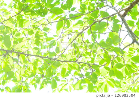 爽やかな新緑 爽やかな新緑 126982304