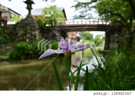 近江八幡堀 アヤメ 近江八幡堀 アヤメ 126982567