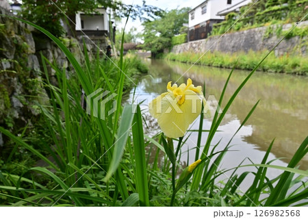 近江八幡堀　アヤメ 126982568