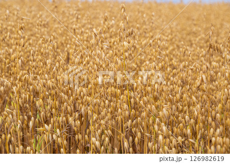 Golden ears of oat on the field. Golden ears of oat on the field. 126982619