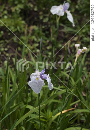 綺麗なあやめの花 綺麗なあやめの花 126982799