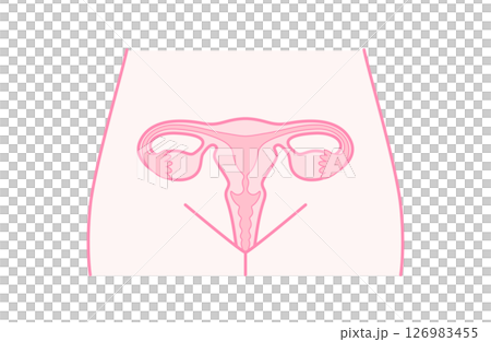 Structure of the uterus and ovaries 126983455